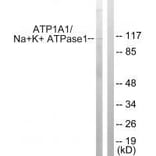 Western blot - ATP1α1/Na+K+ ATPase1 (Ab-23) Antibody from Signalway Antibody (33176) - Antibodies.com