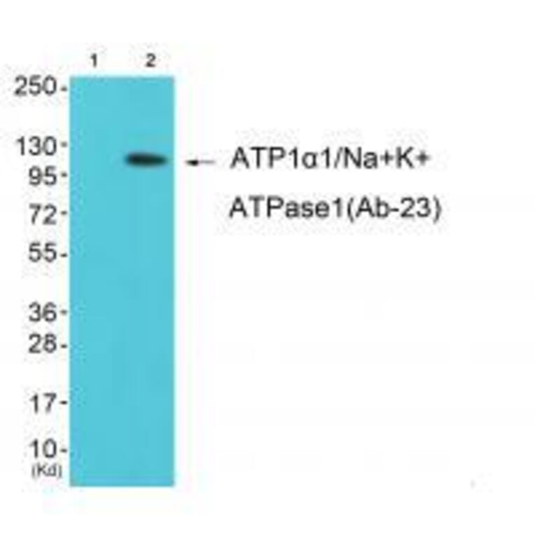 Western blot - ATP1α1/Na+K+ ATPase1 (Ab-23) Antibody from Signalway Antibody (33176) - Antibodies.com
