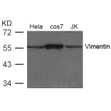 Western blot - Vimentin Antibody from Signalway Antibody (21488) - Antibodies.com