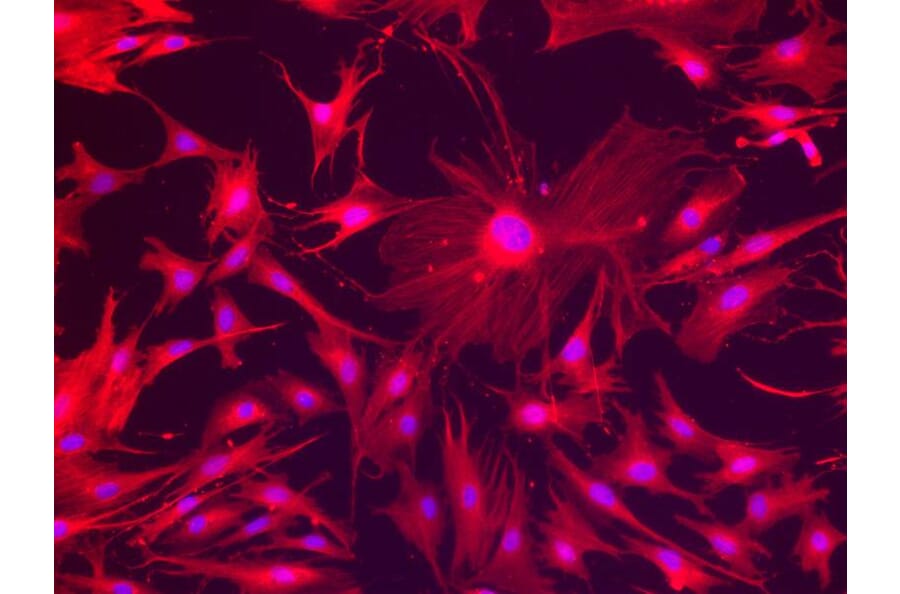 Immunofluorescence - Vimentin Antibody from Signalway Antibody (21488) - Antibodies.com