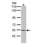 BAIAP2L1 antibody from Signalway Antibody (22232) - Antibodies.com