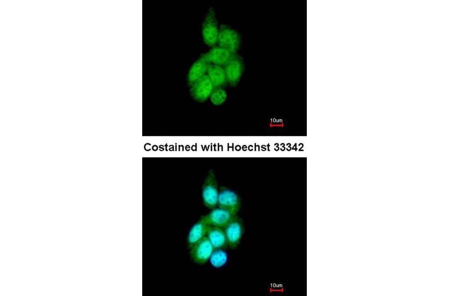 Immunofluorescence - BAIAP2L1 antibody from Signalway Antibody (22232) - Antibodies.com