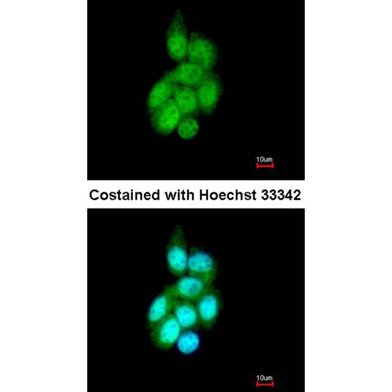 Immunofluorescence - BAIAP2L1 antibody from Signalway Antibody (22232) - Antibodies.com
