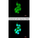 Immunofluorescence - BAIAP2L1 antibody from Signalway Antibody (22232) - Antibodies.com