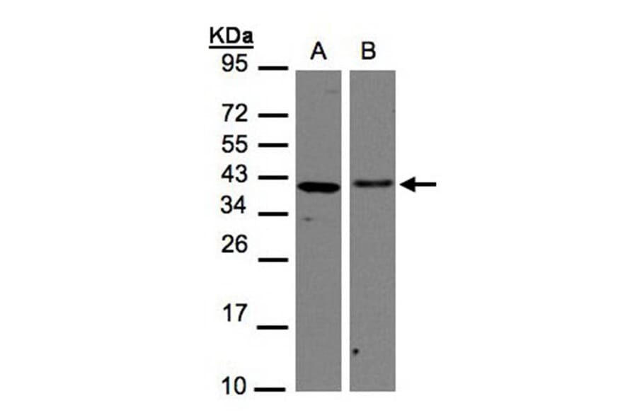 EMAP II antibody from Signalway Antibody (22440) - Antibodies.com