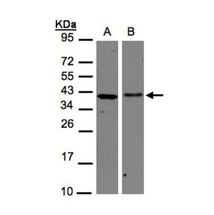 EMAP II antibody from Signalway Antibody (22440) - Antibodies.com