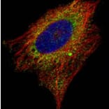 EMAP II antibody from Signalway Antibody (22440) - Antibodies.com
