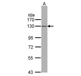 ARHGEF18 antibody from Signalway Antibody (22505) - Antibodies.com