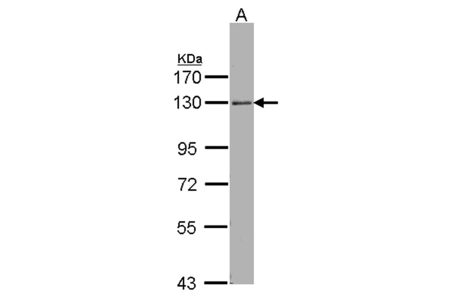 ARHGEF18 antibody from Signalway Antibody (22505) - Antibodies.com