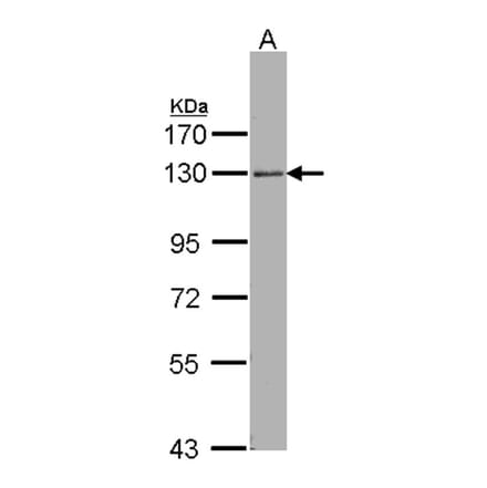 ARHGEF18 antibody from Signalway Antibody (22505) - Antibodies.com