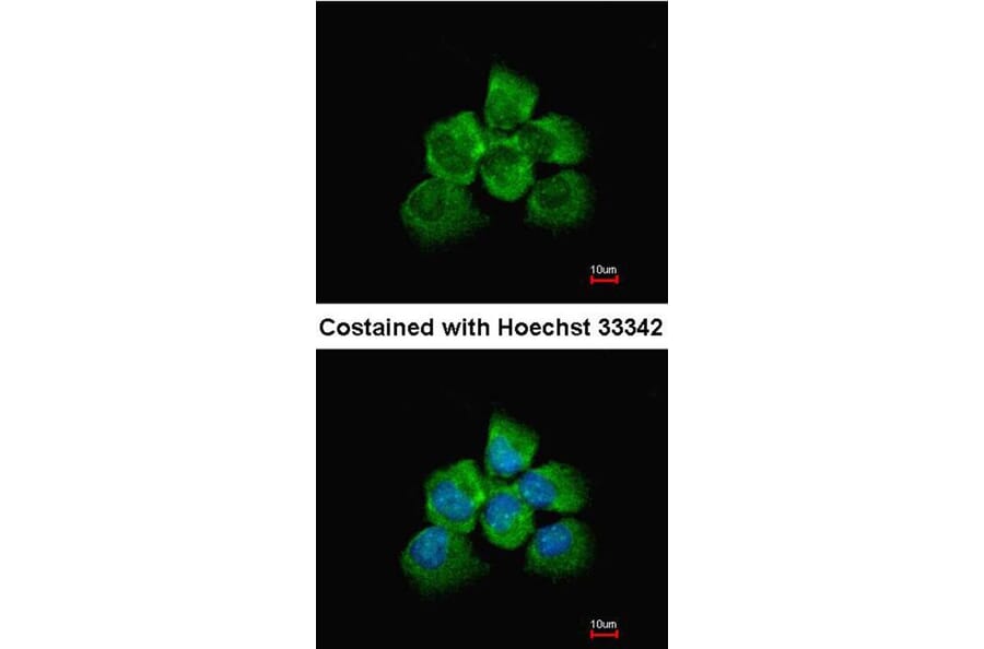 Immunofluorescence - ARHGEF18 antibody from Signalway Antibody (22505) - Antibodies.com