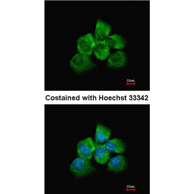 Immunofluorescence - ARHGEF18 antibody from Signalway Antibody (22505) - Antibodies.com