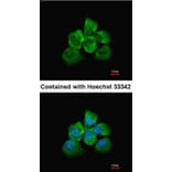 Immunofluorescence - ARHGEF18 antibody from Signalway Antibody (22505) - Antibodies.com