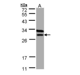 Beta-ETF antibody from Signalway Antibody (22670) - Antibodies.com