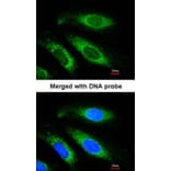 Immunofluorescence - Beta-ETF antibody from Signalway Antibody (22670) - Antibodies.com