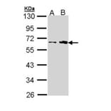 fukutin antibody from Signalway Antibody (22996) - Antibodies.com