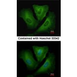 Immunofluorescence - HLA-DRB3 antibody from Signalway Antibody (23014) - Antibodies.com