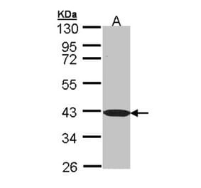 C1orf165 antibody from Signalway Antibody (23150) - Antibodies.com
