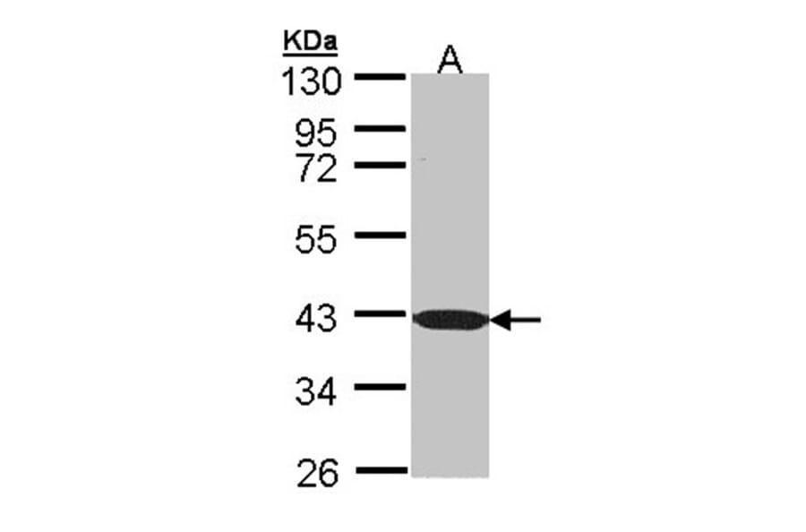 C1orf165 antibody from Signalway Antibody (23150) - Antibodies.com