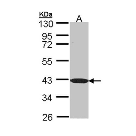 C1orf165 antibody from Signalway Antibody (23150) - Antibodies.com