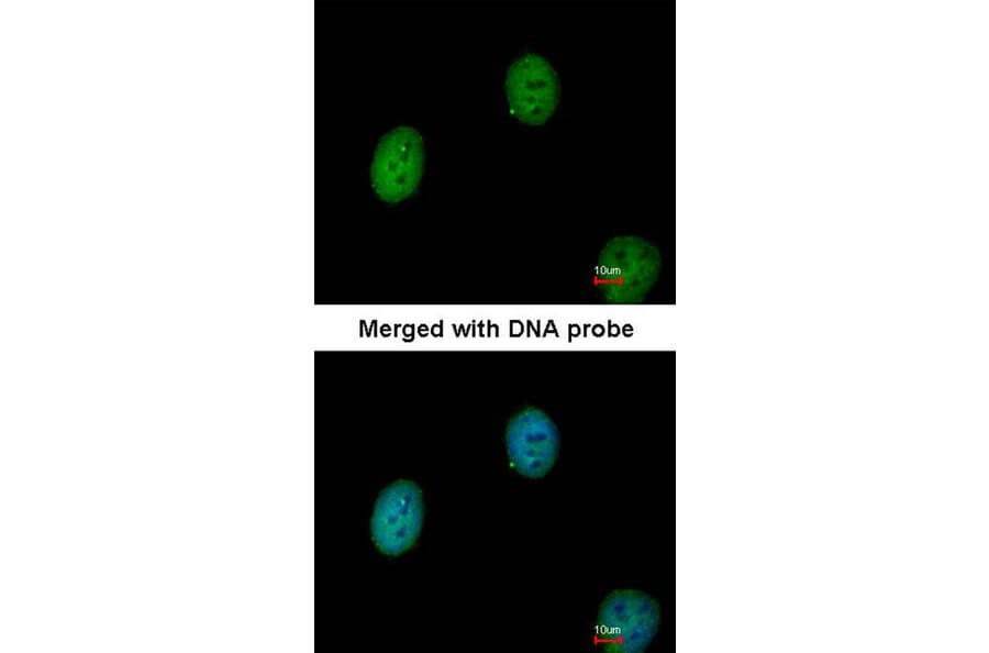 Immunofluorescence - C1orf165 antibody from Signalway Antibody (23150) - Antibodies.com