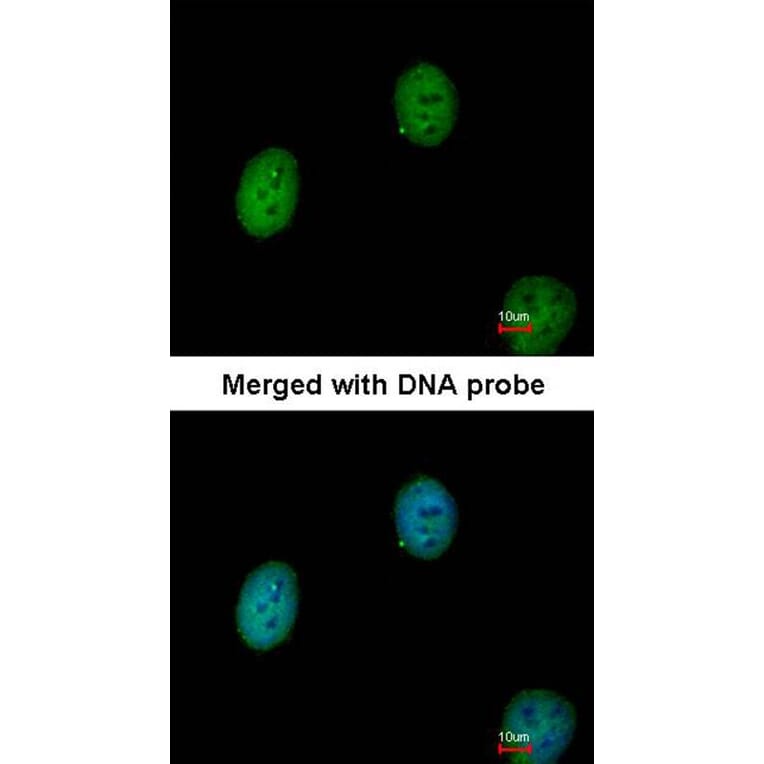 Immunofluorescence - C1orf165 antibody from Signalway Antibody (23150) - Antibodies.com