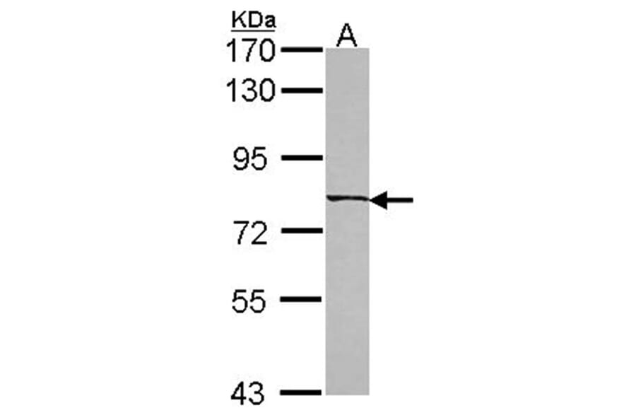 LOC80129 antibody from Signalway Antibody (23154) - Antibodies.com