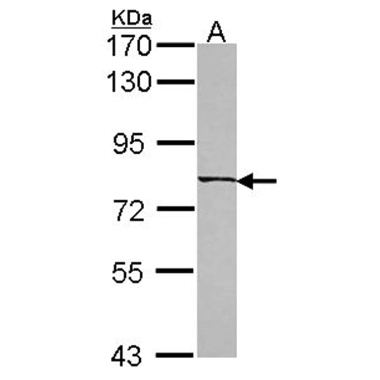 LOC80129 antibody from Signalway Antibody (23154) - Antibodies.com