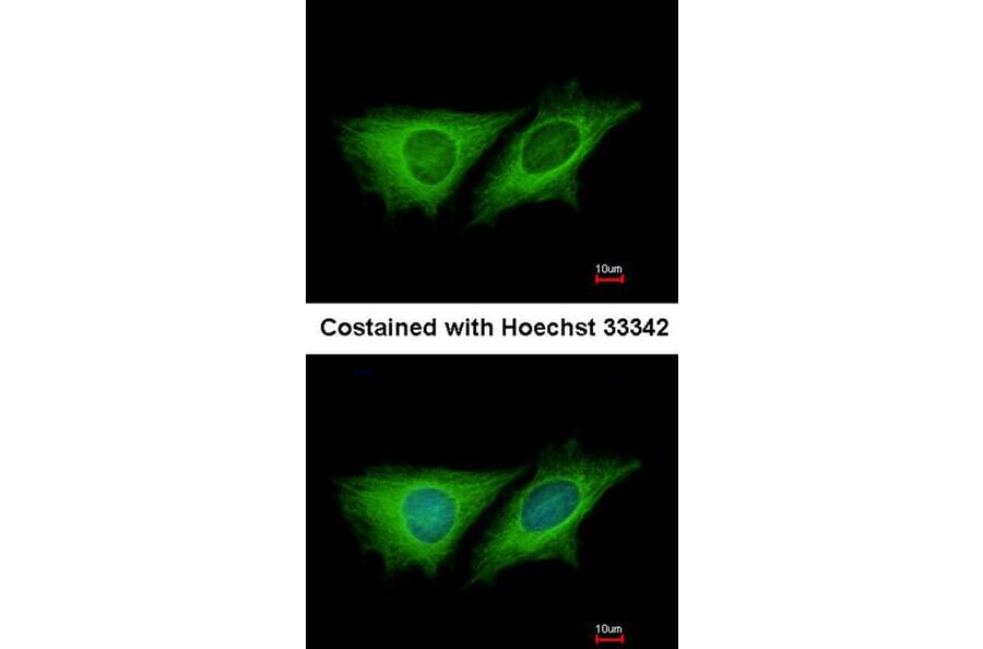 Immunofluorescence - LOC80129 antibody from Signalway Antibody (23154) - Antibodies.com