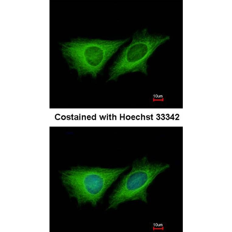 Immunofluorescence - LOC80129 antibody from Signalway Antibody (23154) - Antibodies.com