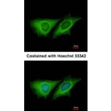 Immunofluorescence - LOC80129 antibody from Signalway Antibody (23154) - Antibodies.com