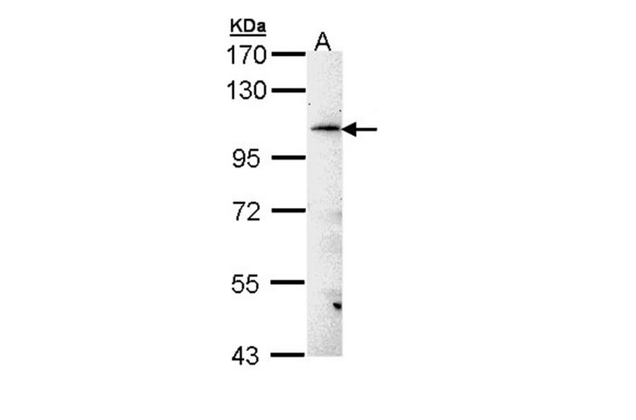 FLJ32786 antibody from Signalway Antibody (23169) - Antibodies.com