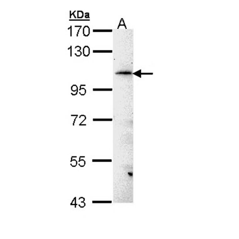 FLJ32786 antibody from Signalway Antibody (23169) - Antibodies.com
