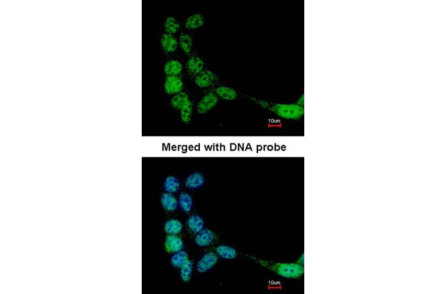 Immunofluorescence - FLJ32786 antibody from Signalway Antibody (23169) - Antibodies.com