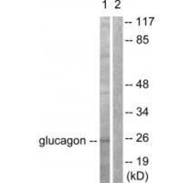 Western blot - Glucagon Antibody from Signalway Antibody (33385) - Antibodies.com