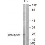 Western blot - Glucagon Antibody from Signalway Antibody (33385) - Antibodies.com