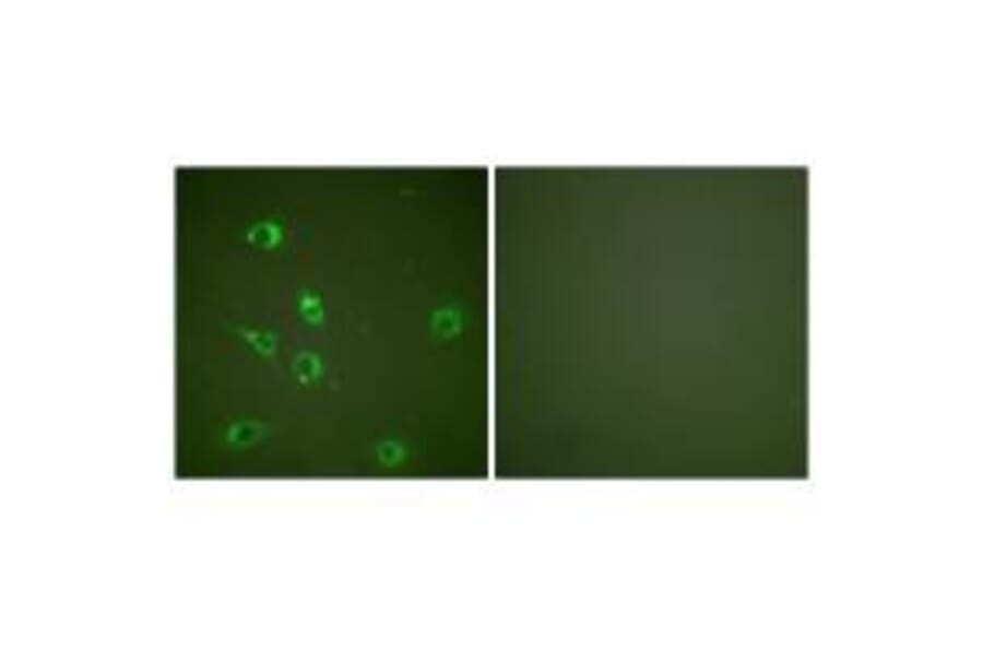 Immunofluorescence - Glucagon Antibody from Signalway Antibody (33385) - Antibodies.com