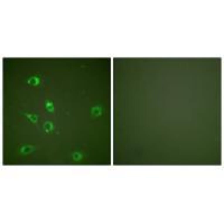 Immunofluorescence - Glucagon Antibody from Signalway Antibody (33385) - Antibodies.com