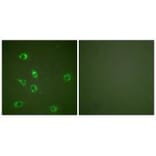 Immunofluorescence - Glucagon Antibody from Signalway Antibody (33385) - Antibodies.com
