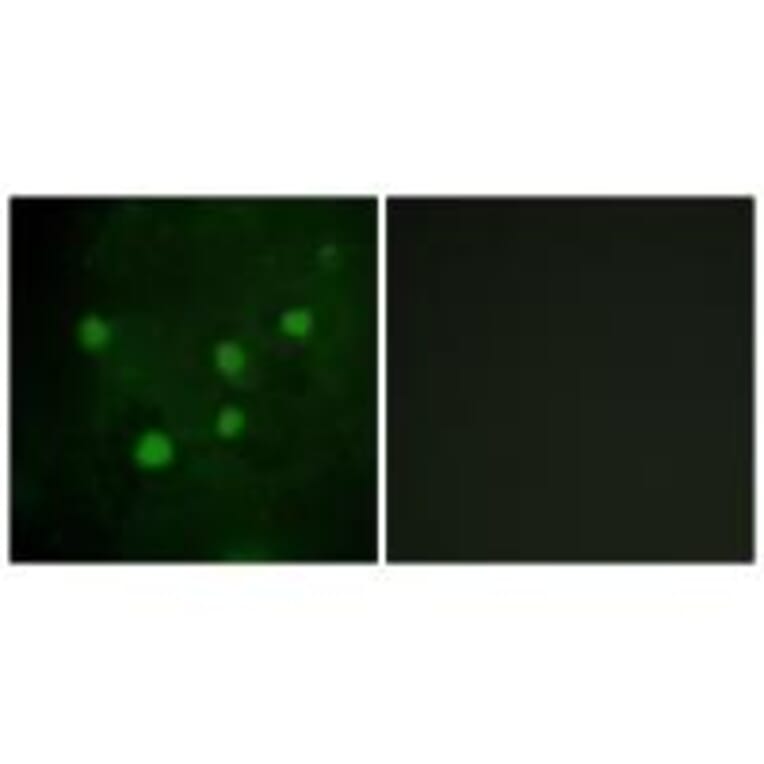 Immunofluorescence - BAF250B Antibody from Signalway Antibody (33978) - Antibodies.com