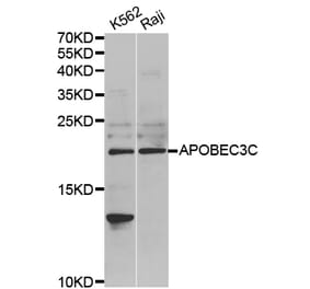 Western blot - APOBEC3C antibody from Signalway Antibody (38703) - Antibodies.com