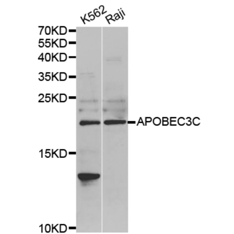 Western blot - APOBEC3C antibody from Signalway Antibody (38703) - Antibodies.com