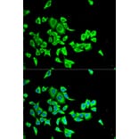 Immunofluorescence - SERPINB1 antibody from Signalway Antibody (38783) - Antibodies.com
