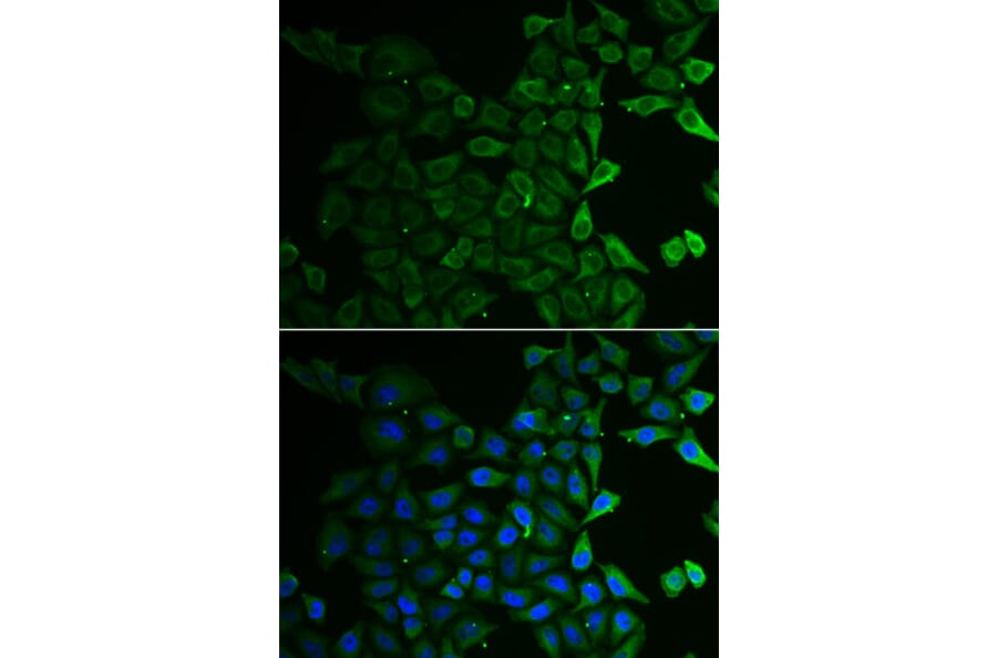 Immunofluorescence - C21orf33 antibody from Signalway Antibody (38907) - Antibodies.com