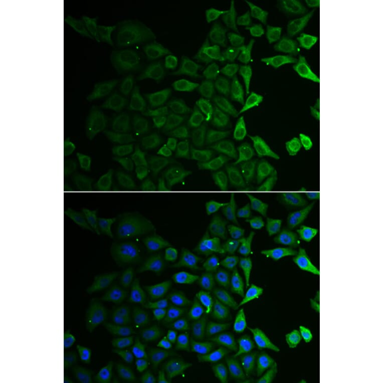 Immunofluorescence - C21orf33 antibody from Signalway Antibody (38907) - Antibodies.com