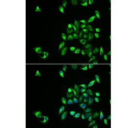 Immunofluorescence - CSNK1A1L antibody from Signalway Antibody (38962) - Antibodies.com