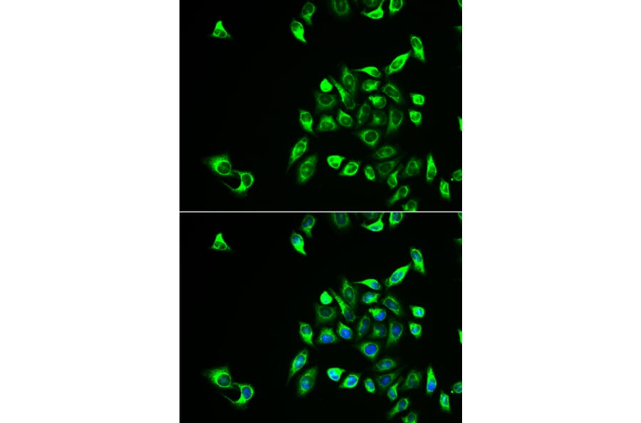 Immunofluorescence - CSNK1A1L antibody from Signalway Antibody (38962) - Antibodies.com