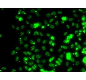 Immunofluorescence - SECISBP2 antibody from Signalway Antibody (39141) - Antibodies.com