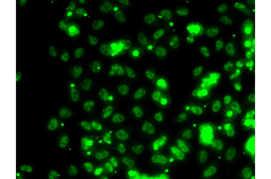 Immunofluorescence - SECISBP2 antibody from Signalway Antibody (39141) - Antibodies.com