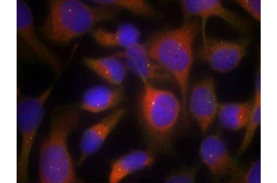 Immunofluorescence - Myosin Light Chain 2 (Ab-19) Antibody from Signalway Antibody (21157) - Antibodies.com